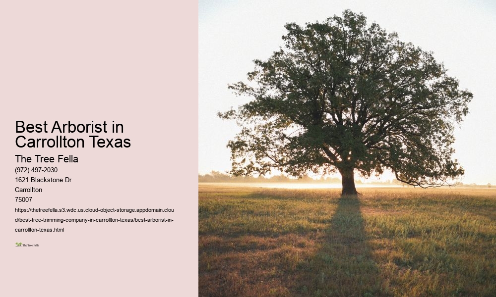 Best Arborist in Carrollton Texas