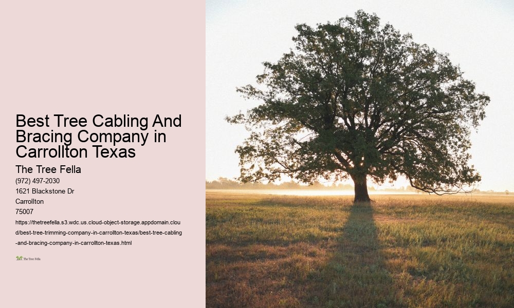 Best Tree Cabling And Bracing Company in Carrollton Texas